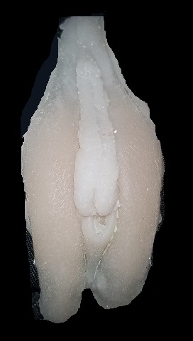 Flesh colored silicon casting of rear labia