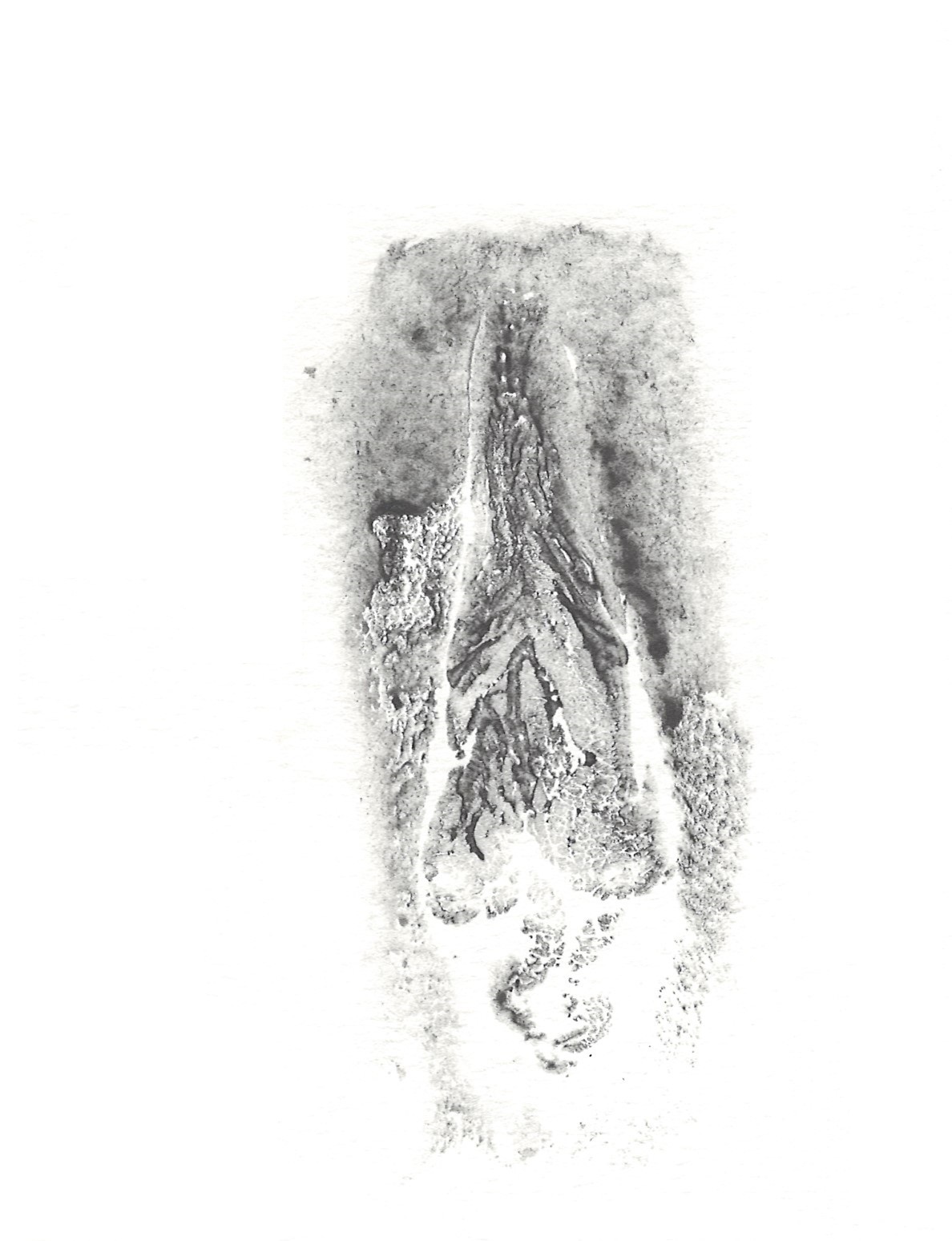 black print of vulva on white paper