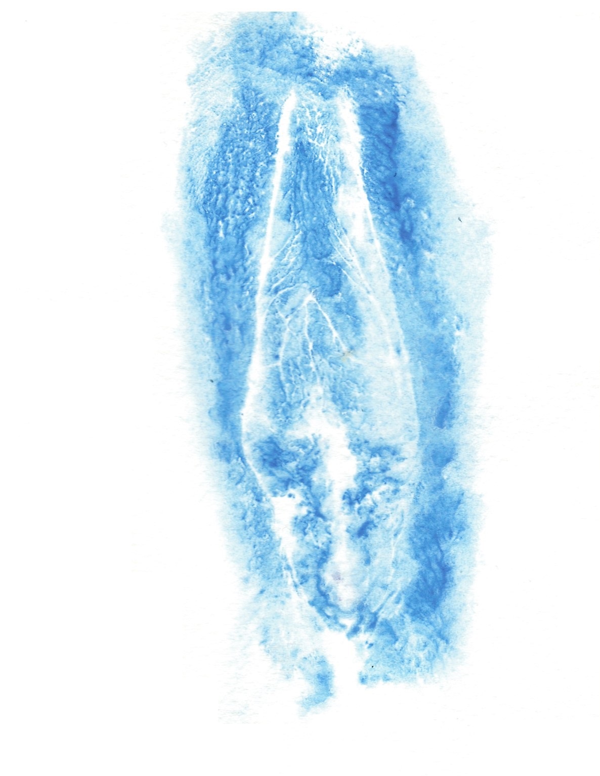 blue print of vulva white paper